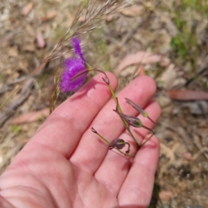 Thysanotus tuberosus at Bungendore, NSW - 21 Dec 2022 12:30 PM