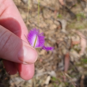 Thysanotus tuberosus at Bungendore, NSW - 21 Dec 2022 12:30 PM