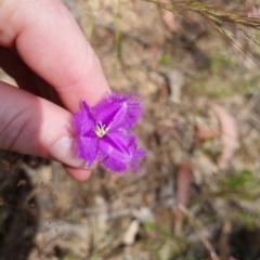 Thysanotus tuberosus at Bungendore, NSW - 21 Dec 2022