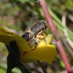 Unidentified Bee (Hymenoptera, Apiformes) at Bonang, VIC - 1 Dec 2022 by Laserchemisty