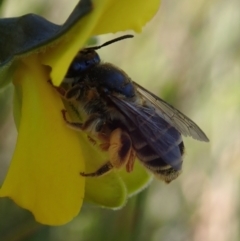 Apiformes (informal group) at Bonang, VIC - suppressed