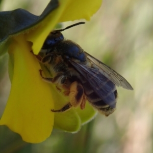 Apiformes (informal group) at Bonang, VIC - suppressed