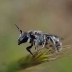 Lasioglossum (Chilalictus) lanarium at Bonang, VIC - 2 Dec 2022 by Laserchemisty