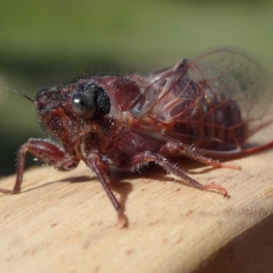 Pauropsalta mneme at Bonang, VIC - suppressed