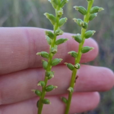 Microtis sp. (Onion Orchid) at Bungendore, NSW - 16 Dec 2022 by clarehoneydove