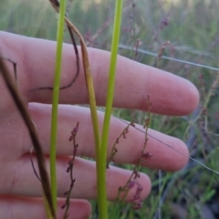 Microtis sp. at Bungendore, NSW - suppressed