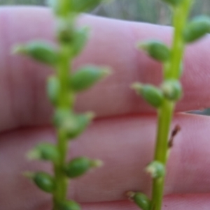 Microtis sp. at Bungendore, NSW - suppressed