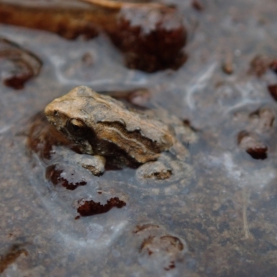 Unidentified Frog at Bonang, VIC - 1 Dec 2022 by Laserchemisty