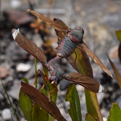 Unidentified Bee fly (Bombyliidae) at Sassafras, NSW - 19 Dec 2022 by RobG1