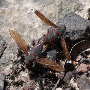 Comptosia insignis at Sassafras, NSW - 19 Dec 2022