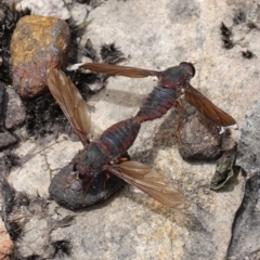 Comptosia insignis at Sassafras, NSW - suppressed