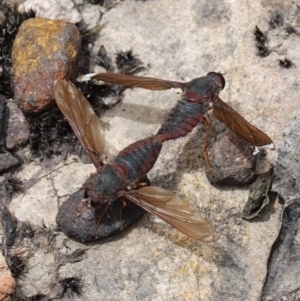 Comptosia insignis at Sassafras, NSW - suppressed