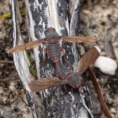 Comptosia insignis at Sassafras, NSW - 19 Dec 2022