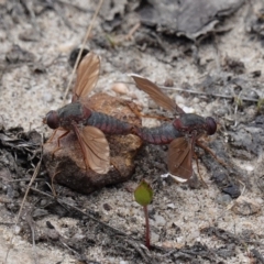 Comptosia insignis at Sassafras, NSW - 19 Dec 2022