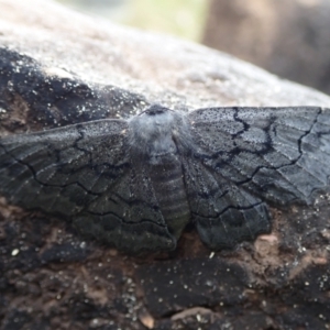 Melanodes anthracitaria at Bonang, VIC - suppressed