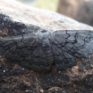 Unidentified Moth (Lepidoptera) (TBC) at suppressed by Laserchemisty