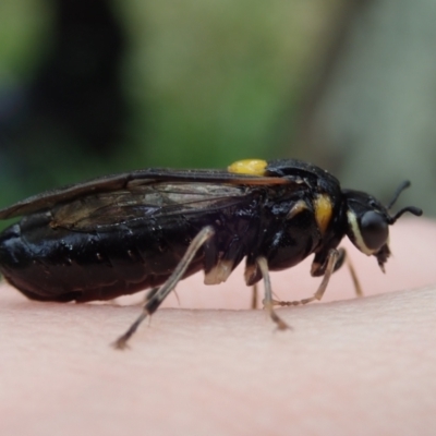 Pergagrapta bicolor (A sawfly) at Hall, ACT - 19 Nov 2022 by Laserchemisty