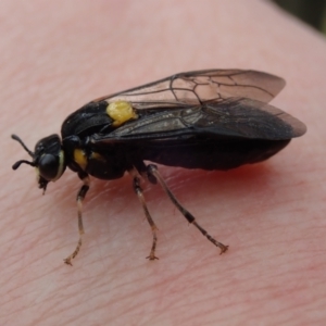 Pergagrapta bicolor at Hall, ACT - 19 Nov 2022 02:05 PM