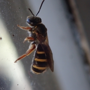 Lasioglossum (Chilalictus) bicingulatum at Spence, ACT - 12 Nov 2022 12:05 PM