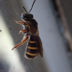 Lasioglossum (Chilalictus) bicingulatum (Halictid Bee) at Spence, ACT - 12 Nov 2022 by Laserchemisty