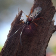 Ichneumonidae (family) (Unidentified ichneumon wasp) at Spence, ACT - 10 Nov 2022 by Laserchemisty