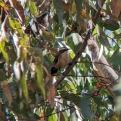 Pomatostomus superciliosus (White-browed Babbler) at Indigo Valley, VIC - 20 Dec 2022 by Darcy