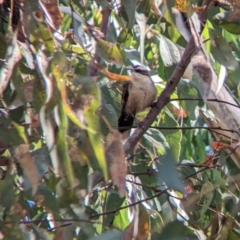 Pomatostomus superciliosus at Indigo Valley, VIC - suppressed