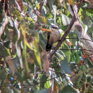 Pomatostomus superciliosus at Indigo Valley, VIC - suppressed