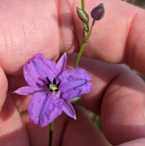 Arthropodium fimbriatum at Indigo Valley, VIC - suppressed