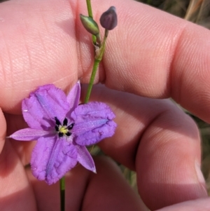 Arthropodium fimbriatum at Indigo Valley, VIC - suppressed