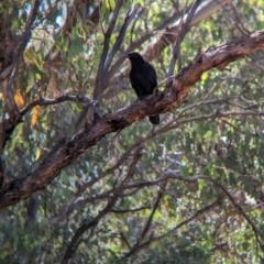 Corcorax melanorhamphos (White-winged Chough) at Indigo Valley, VIC - 19 Dec 2022 by Darcy