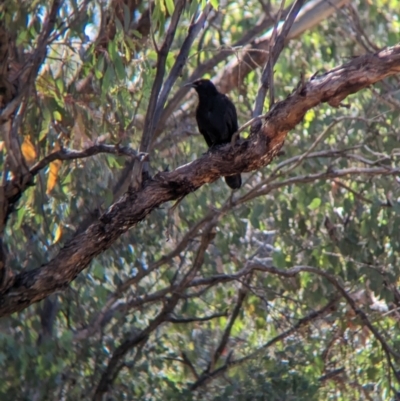 Corcorax melanorhamphos (White-winged Chough) at Indigo Valley, VIC - 19 Dec 2022 by Darcy