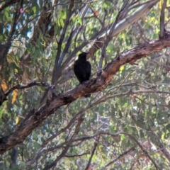 Corcorax melanorhamphos at Indigo Valley, VIC - suppressed