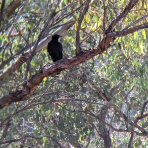 Corcorax melanorhamphos at Indigo Valley, VIC - suppressed