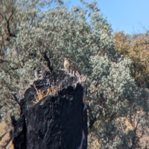 Falco cenchroides at Indigo Valley, VIC - suppressed