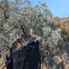 Falco cenchroides at Indigo Valley, VIC - suppressed