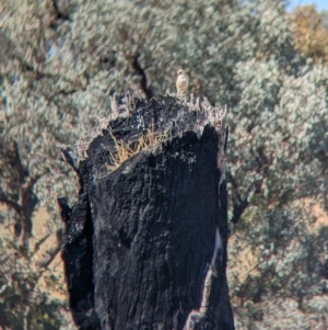 Falco cenchroides at Indigo Valley, VIC - suppressed