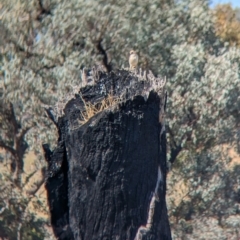 Falco cenchroides at Indigo Valley, VIC - 20 Dec 2022