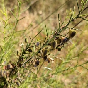 Daviesia genistifolia at Indigo Valley, VIC - suppressed