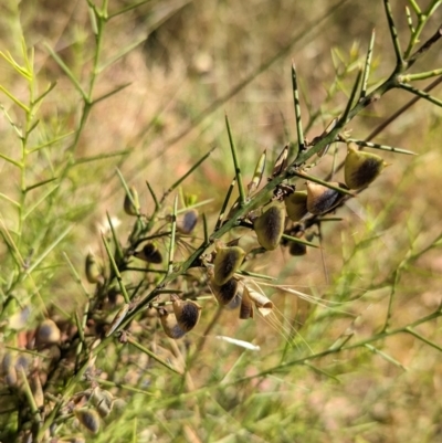 Daviesia genistifolia (Broom Bitter Pea) at Indigo Valley, VIC - 19 Dec 2022 by Darcy