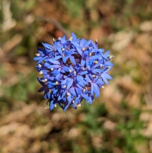 Brunonia australis at Indigo Valley, VIC - 20 Dec 2022