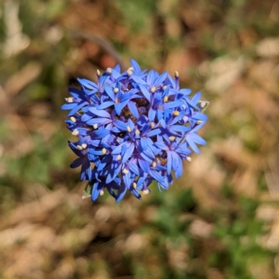 Brunonia australis (Blue Pincushion) at Indigo Valley, VIC - 20 Dec 2022 by Darcy