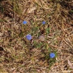 Brunonia australis at Indigo Valley, VIC - 20 Dec 2022