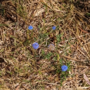 Brunonia australis at Indigo Valley, VIC - 20 Dec 2022