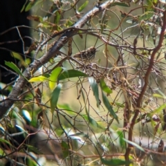 Pyrrholaemus sagittatus (Speckled Warbler) at Indigo Valley, VIC - 20 Dec 2022 by Darcy