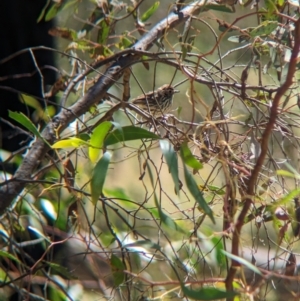 Pyrrholaemus sagittatus at Indigo Valley, VIC - suppressed