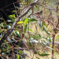 Pyrrholaemus sagittatus at Indigo Valley, VIC - suppressed