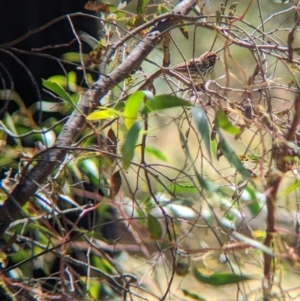 Pyrrholaemus sagittatus at Indigo Valley, VIC - suppressed