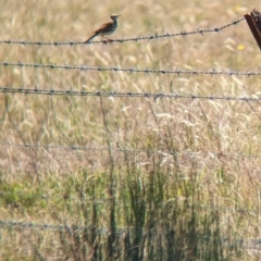 Anthus australis (Australian Pipit) at Indigo Valley, VIC - 20 Dec 2022 by Darcy