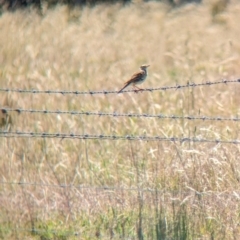 Anthus australis at Indigo Valley, VIC - suppressed